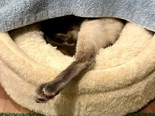 ただはるだけ