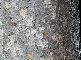 ケヤキの樹皮