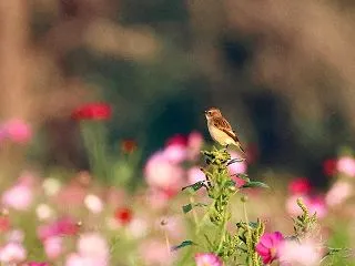遠かったノビタキ