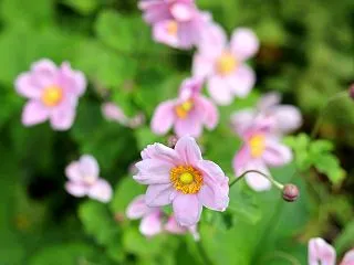冥土の菊