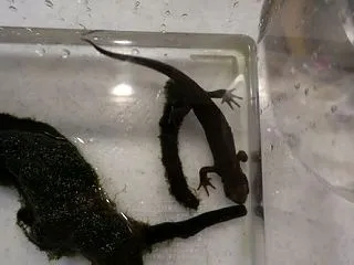 イモリのいもちゃんとのお別れ