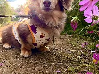 蓮田市江ヶ崎のコスモス畑🌼