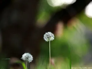 綿毛