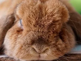 ナデは多いほど良い