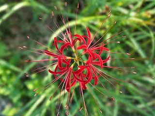 花の真上から、息を止めて【あさひ舟川べり…
