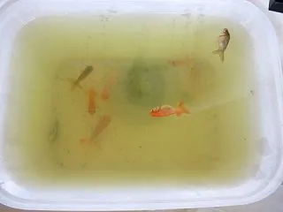 金魚のオークション購入は運次第？体験して…