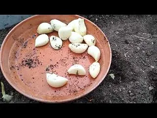 プランターでニンニク栽培
