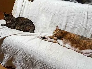 最近の好きな場所にゃん