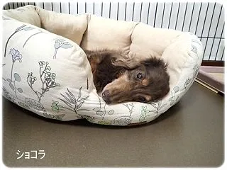 ショコちゃん