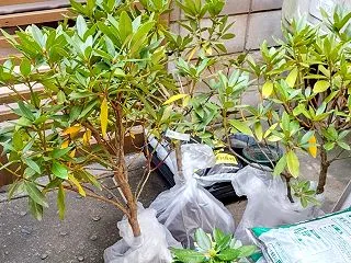 白花のシャクナゲ