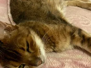 青いアゲハ