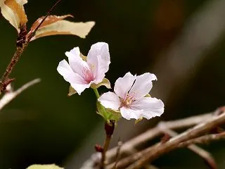 近隣の公園のエゾとキビ女ちゃん