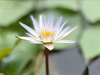 受容力の強化
