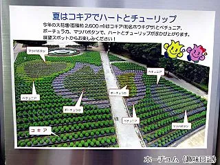 2026年夏のチューリップ公園2