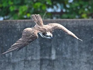 西のミサゴを見に行きました！