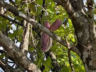 秋の味覚、これご存じですか？