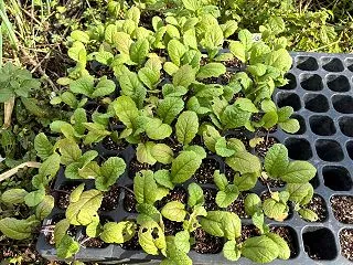 かつお菜の定植