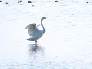 ハクチョウ羽ばたき