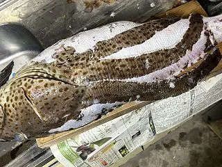 6.4kgのチャイロマルハタを捌くのに1…