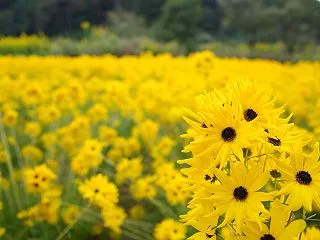 黄色に・・・・