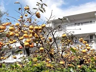 豊作の柿の木とシャトレーゼ
