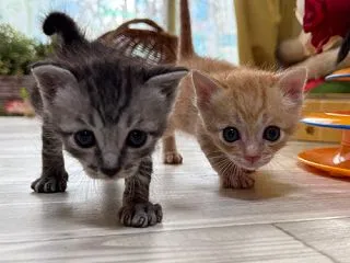 サバちゃん、茶トラちゃん、ケージデビュー…