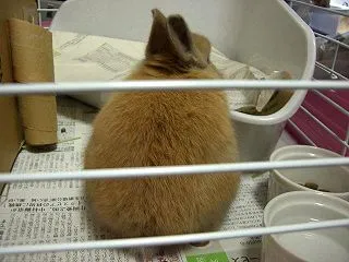 チャッピーWEBアルバムから