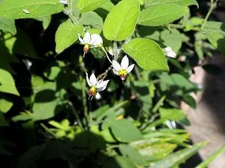ヒヨドリジョウゴ