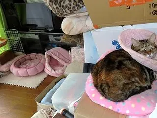 家の猫さん