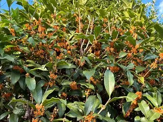 大根種蒔き