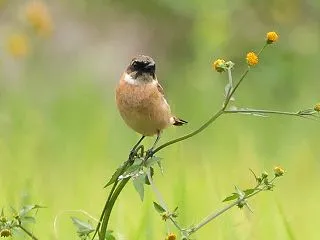 小栴檀草に止まったノビタキ雄