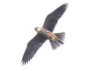 チゴハヤブサ第一子上空旋回