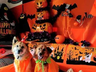 ハロウィンの 愛犬フォトを 撮りませう