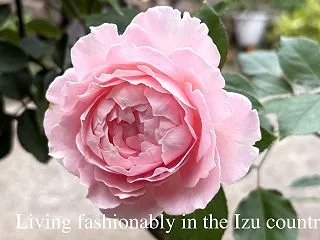 秋バラの花後剪定は花首だけのはずが・・・…