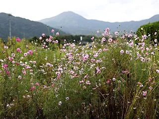 貫川沿いのコスモス