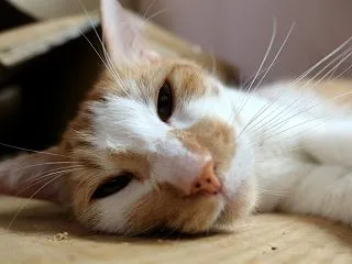 冷凍庫が好きニャ