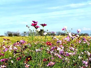 秋桜