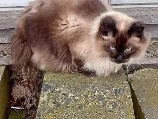 床屋さんちの今日の僕☆散歩猫と散歩