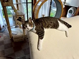 ダラダラする子