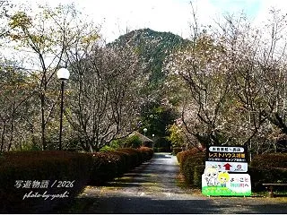 冬桜