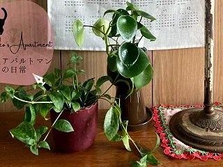 観葉植物を衝動買い