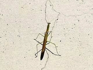 カメラ目線のカマキリ