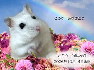 天使 とうふちゃん