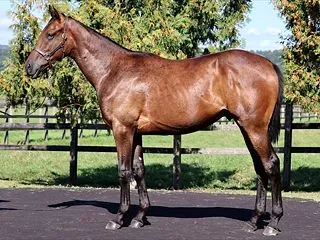 【ノルマンディー】2026年度募集馬評価…