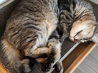 歯医者通い（クリーニング⑤)