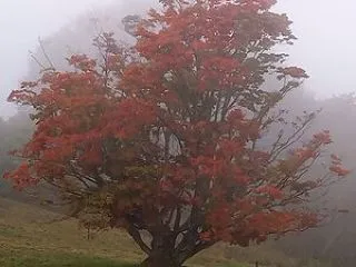 【2026池田町紅葉情報】 大峰高原 七…
