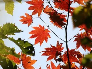 【霜降～そうこう～】