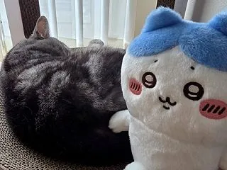 ぬいぐるみ。