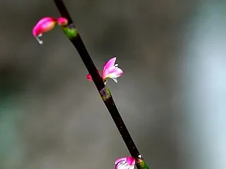 蟻