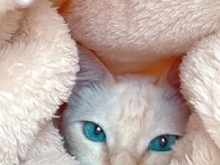 本格的にもふもふの季節